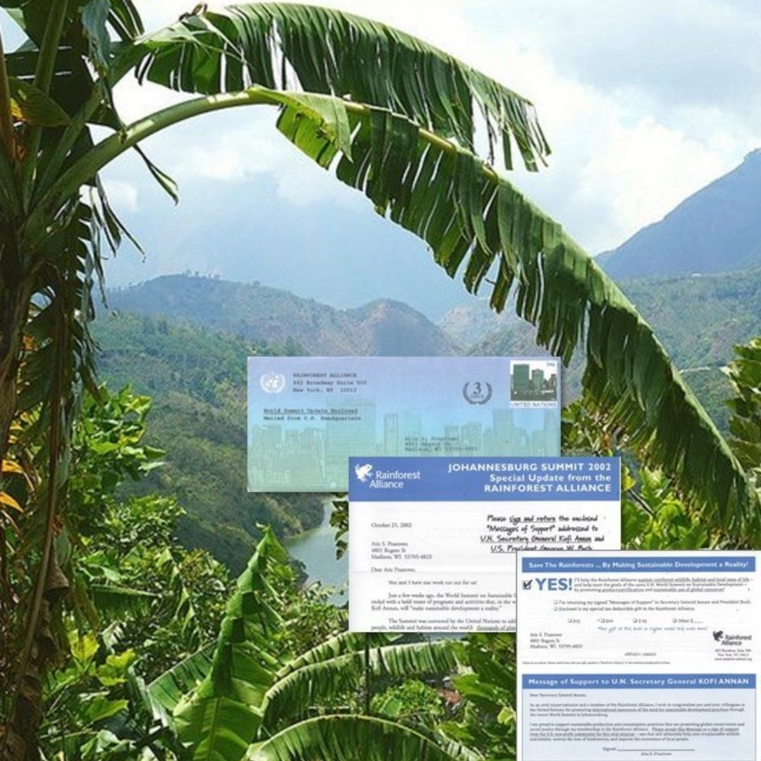 Rainforest Slide